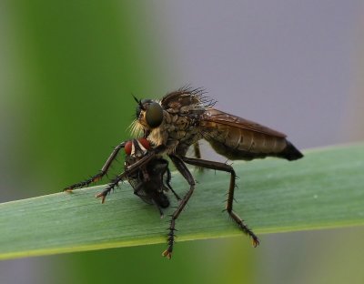 Roodbaardroofvlieg - Golden-tabbed Robberfly