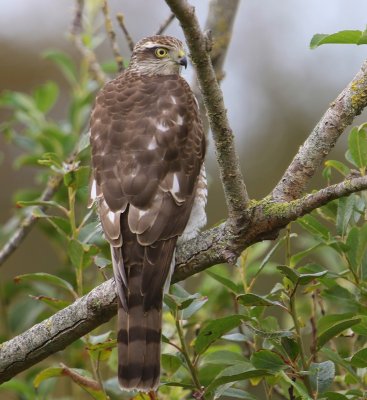 Sperwer - Eurasian Sparrowhawk