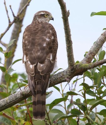Sperwer - Eurasian Sparrowhawk