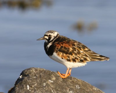 Steenloper - Ruddy Turnstone