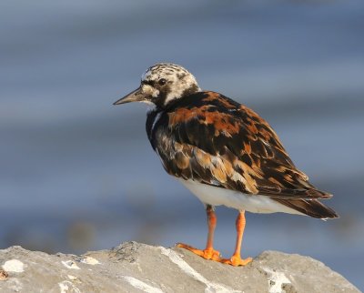 Steenloper - Ruddy Turnstone