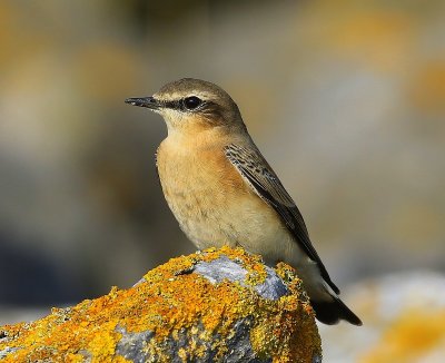 Tapuit - Northern Wheatear