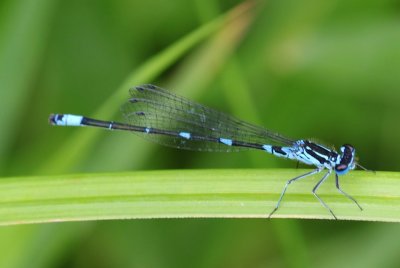 Variabele Waterjuffer - Variable Bluet