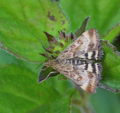 Weegbreemot - Straw-barred Pearl