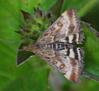 Weegbreemot - Straw-barred Pearl
