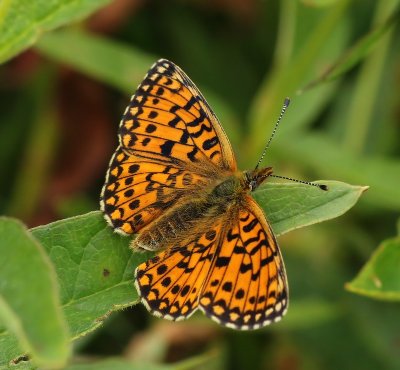 Zilveren Maan - Small Pearl-bordered Fritillary