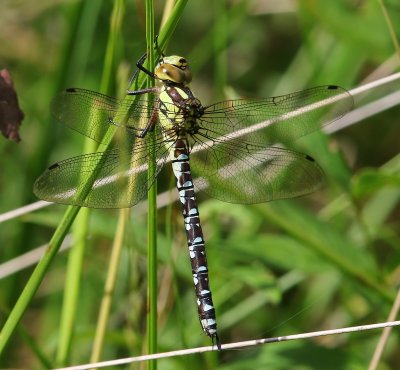 Blauwe Glazenmaker - Southern Hawker