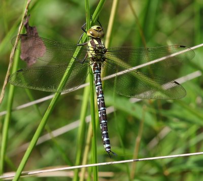 Blauwe Glazenmaker - Southern Hawker