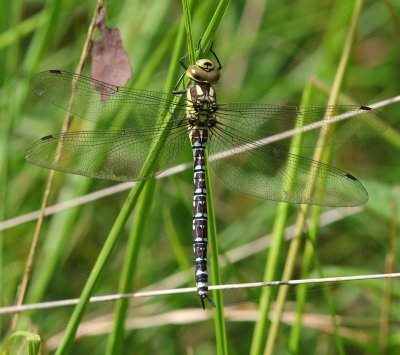 Blauwe Glazenmaker - Southern Hawker