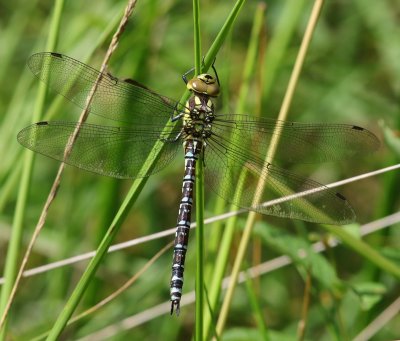 Blauwe Glazenmaker - Southern Hawker