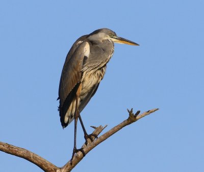 Blauwe Reiger - Grey Heron