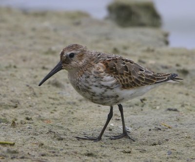 Bonte Strandloper - Dunlin