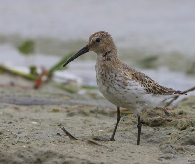 Bonte Strandloper - Dunlin