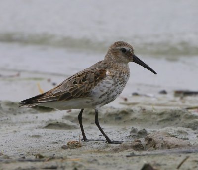 Bonte Strandloper - Dunlin