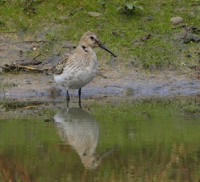 Bonte Strandloper - Dunlin