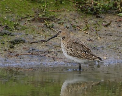 Bonte Strandloper - Dunlin