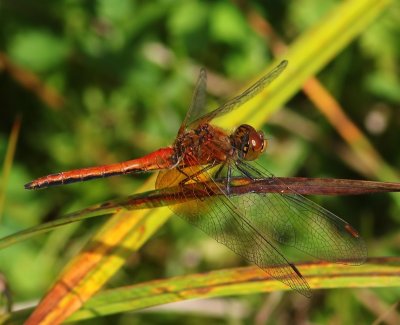 Geelvlekheidelibel - Yellow-winged Darter