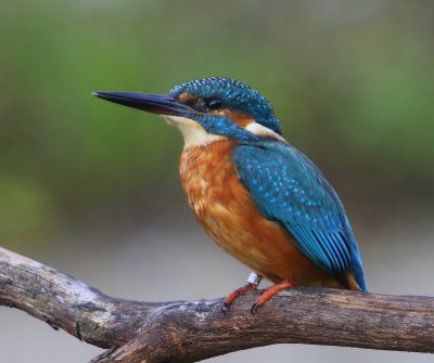 IJsvogel - Common Kingfisher