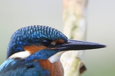 IJsvogel - Common Kingfisher