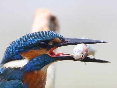 IJsvogel - Common Kingfisher
