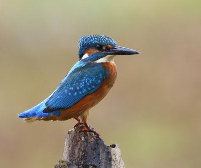 IJsvogel - Common Kingfisher