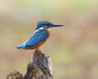 IJsvogel - Common Kingfisher