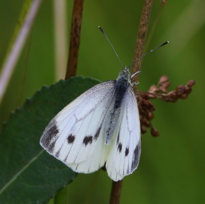 Klein Geaderd Witje - Green-veined White