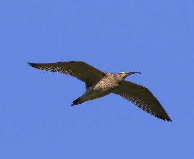 Wulp - Eurasian Curlew