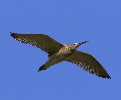 Wulp - Eurasian Curlew