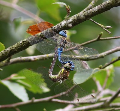 Paardenbijter - Migrant Hawker