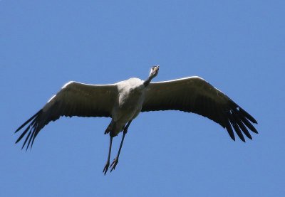 Kraanvogel - Common Crane