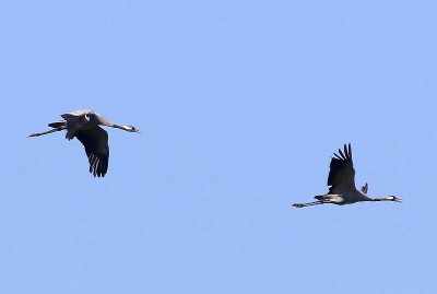 Kraanvogels - Common Cranes
