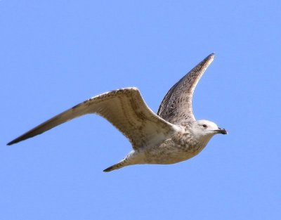 Pontische Meeuw - Caspian Gull