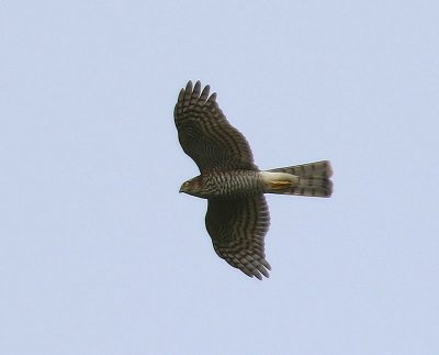 Sperwer - Eurasian Sparrowhawk