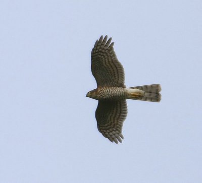 Sperwer - Eurasian Sparrowhawk