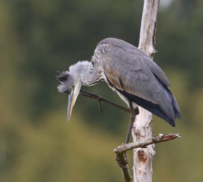 Blauwe Reiger - Grey Heron