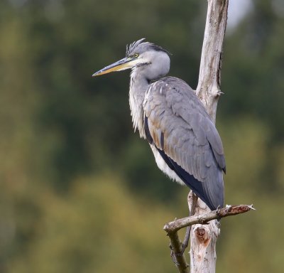 Blauwe Reiger - Grey Heron