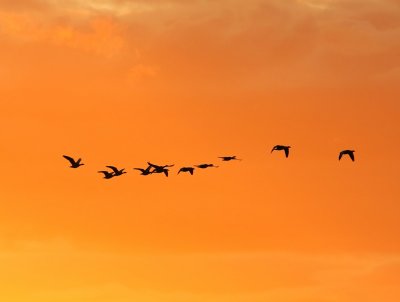 Grauwe Ganzen - Greylag Geese