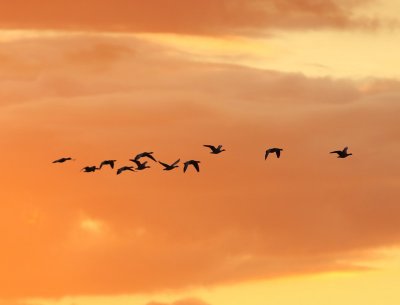 Grauwe Ganzen - Greylag Geese