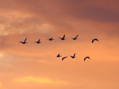 Grauwe Ganzen - Greylag Geese