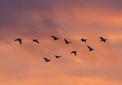 Grauwe Ganzen - Greylag Geese