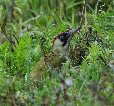 Groene Specht - European Green Woodpecker