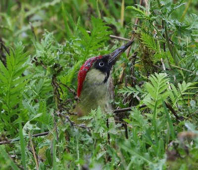 Groene Specht - European Green Woodpecker