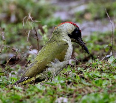 Groene Specht - European Green Woodpecker