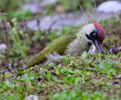Groene Specht - European Green Woodpecker