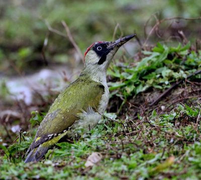 Groene Specht - European Green Woodpecker