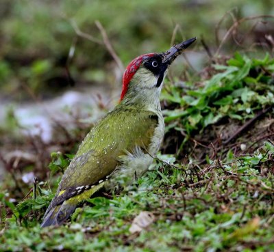 Groene Specht - European Green Woodpecker