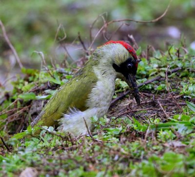 Groene Specht - European Green Woodpecker