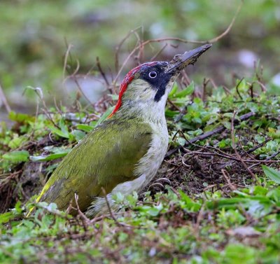 Groene Specht - European Green Woodpecker