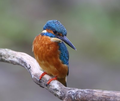 IJsvogel - Common Kingfisher